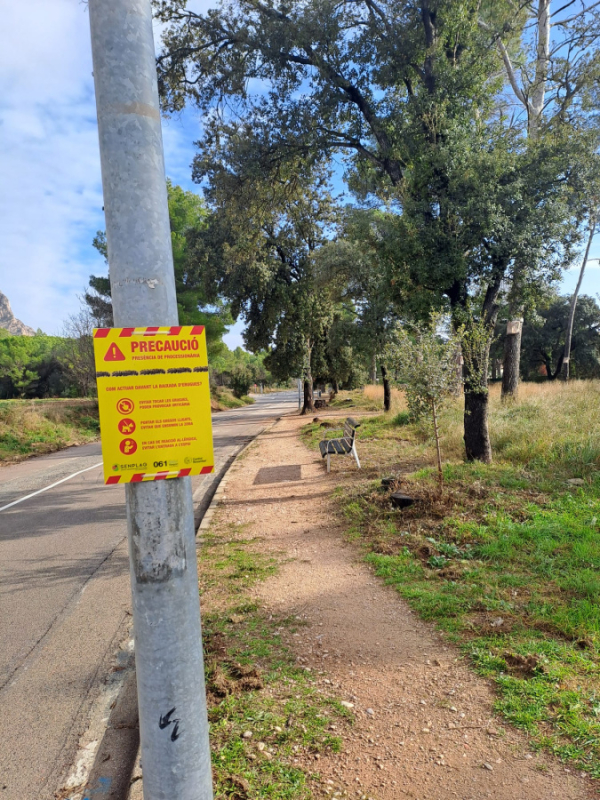 S'avança la processionària