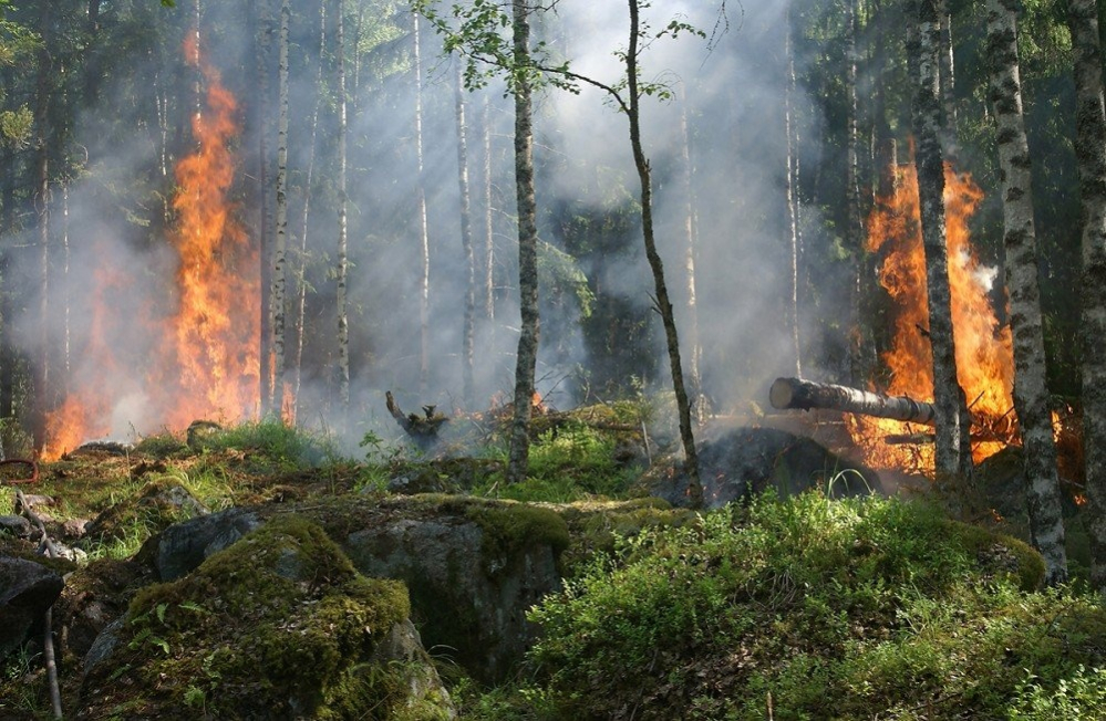 Ofertes de lOfertes de la Diputació per lluitar contra els incendis forestalsa Diputació per lluitar contra els incendis forestals