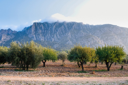 La muntanya de Montserrat, vista des de Collbató