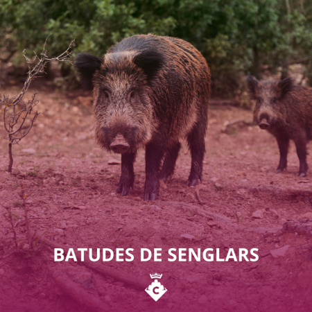 Batudes de senglars