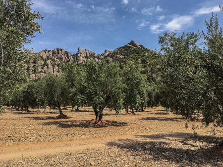 Visita al camps d'olivera